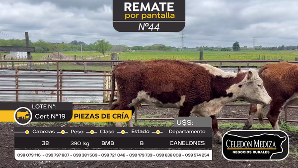 Lote 38 Piezas de cría en Canelón Chico, Canelones