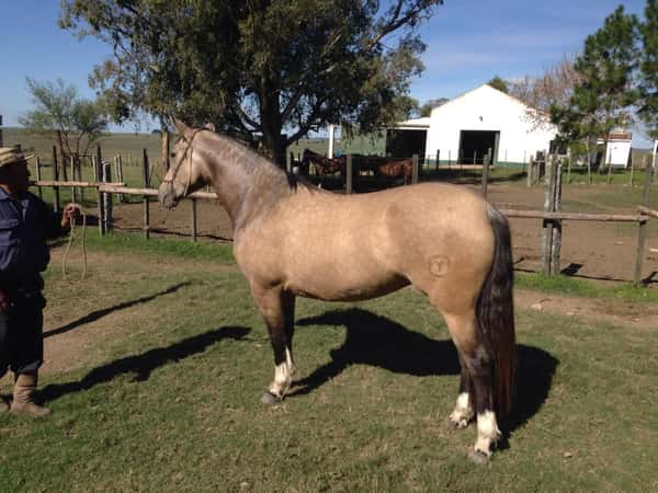 Lote El Gavilán Etiqueta Negra