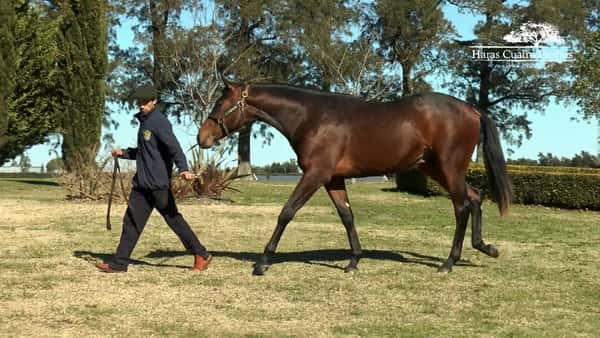 Lote NOSTRADAMUS