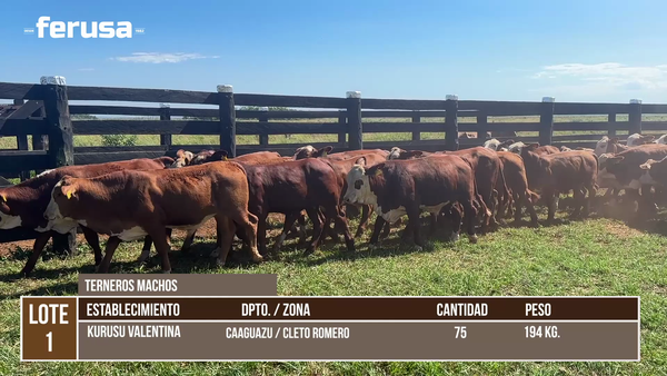 Lote LOTE 1