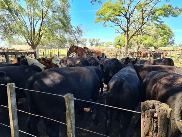 Lote 17 Novillos en Gral. Lamadrid, Buenos Aires