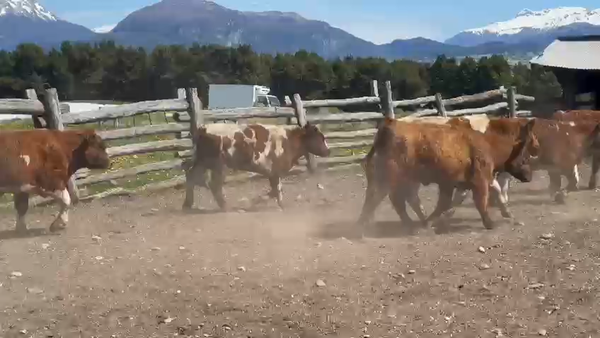 Lote 62 Ternero en Coyhaique, XI Región Aysén