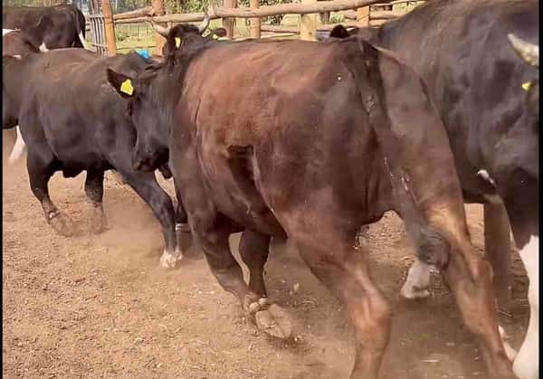 Lote 45 Novillo Gordo en Melipilla, Región Metropolitana