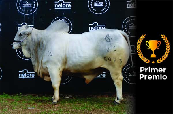 Lote Nelore a Bozal Expo Internacional 2022 RP 5073  - Lote 11
