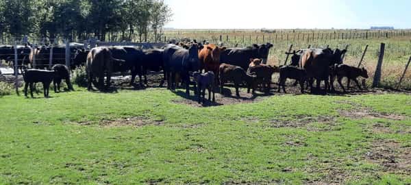 Lote 30 Vacas nuevas en Gral. Lamadrid, Buenos Aires