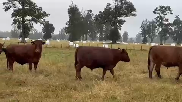 Lote 45 Novillo Gordo en Purranque, X Región Los Lagos