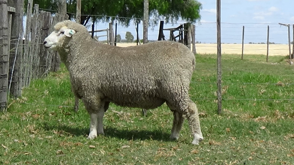 Lote Borrego PO