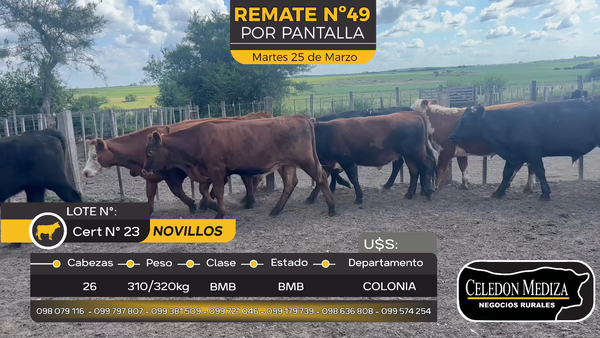 Lote 26 Novillos en Otra Localidad, Colonia