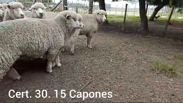 Lote CAPONES