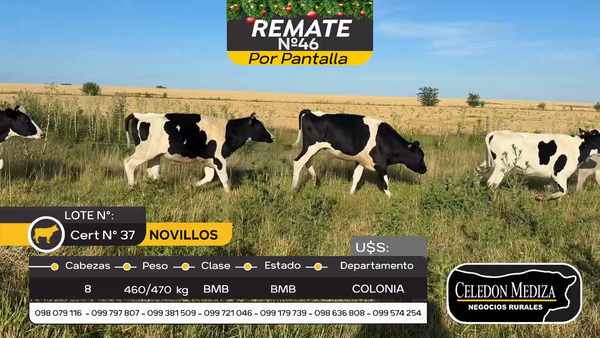 Lote 8 Novillos Holando en Estanzuela, Colonia