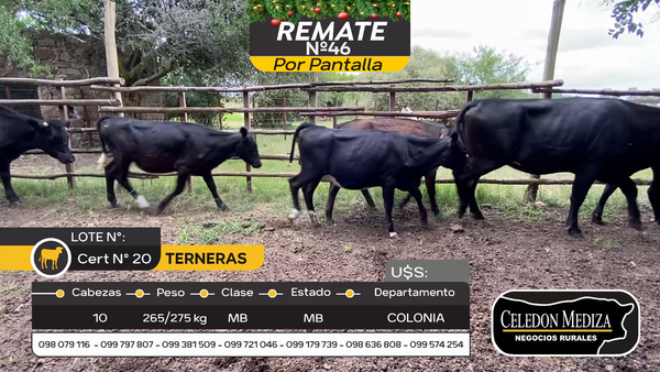 Lote 10 Terneras en Otra Localidad, Colonia