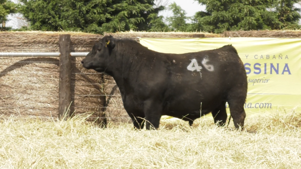 Lote TOROS ANGUS PURO CONTROLADO