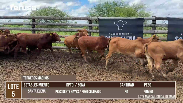 Lote LOTE 5