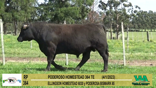 Lote Toros Angus a remate en Cabaña La Poderosa, Florida