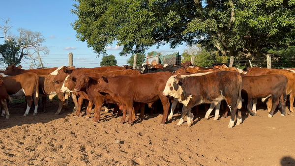 Lote 115 Terneros