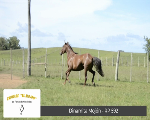 Lote Dinamita Mojón (RP 592)
