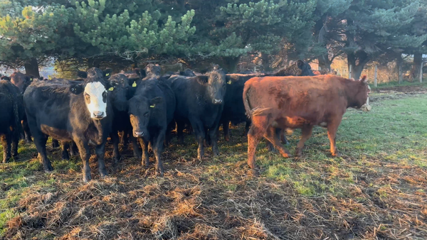 Lote 35 Novillo Engorda en Coyhaique, XI Región Aysén