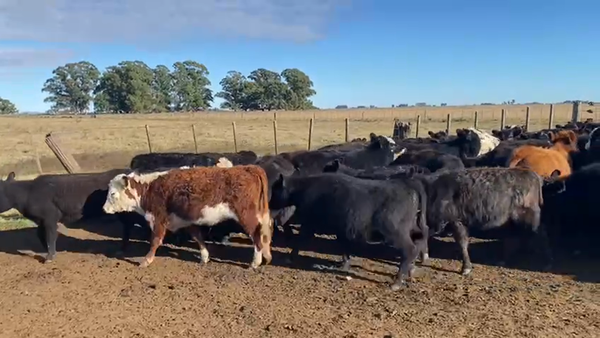 Lote 114 Terneras en Buenos Aires, Ayacucho