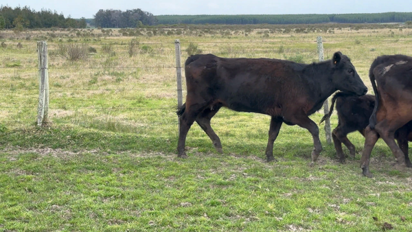 Lote 76 Piezas de cría en Los Feos, Tacuarembó