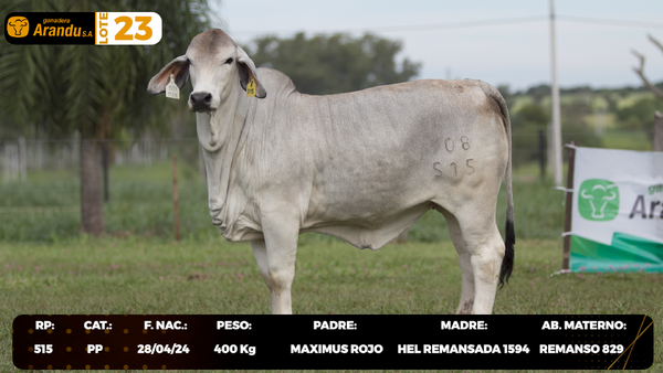 Lote LOTE 23