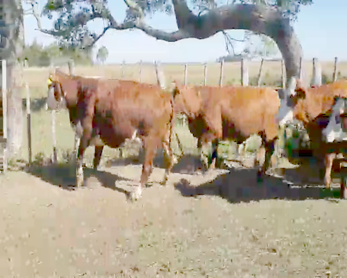 Lote 15 Vacas CUT  en Ituzaingó, Corrientes