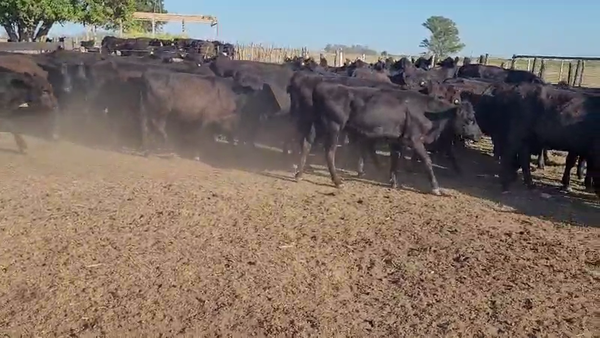 Lote 50 Terneros/as en Villaguay, Entre Ríos
