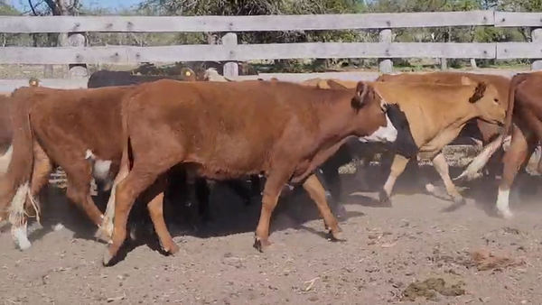 Lote 35 Terneros en Villaguay, Entre Ríos