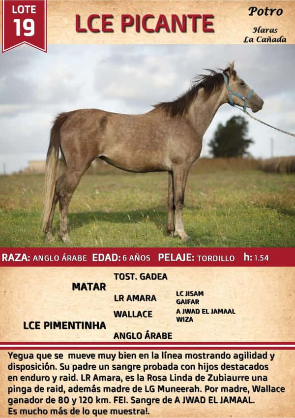Lote LCE PICANTE