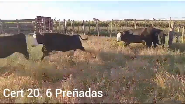 Lote VAQUILLONAS PREÑADAS