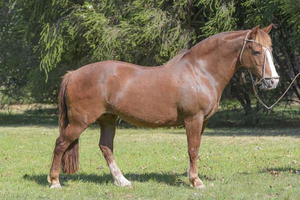 Lote Yubely Soqueta
