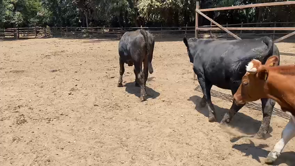 Lote 44 Novillo Gordo en Paine, Región Metropolitana