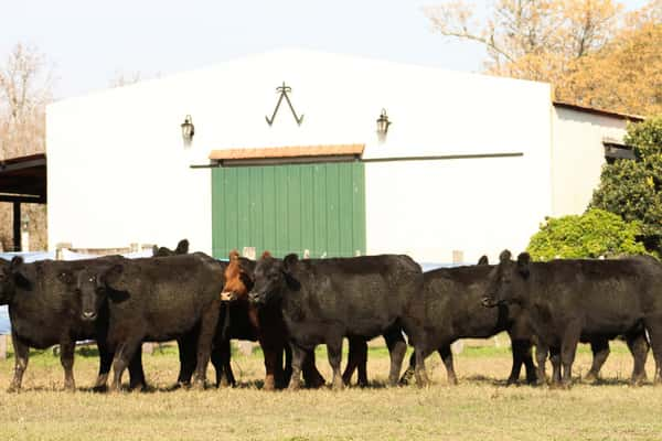 Lote CABAÑA “COEMBOTÁ” de Calderón: 10 VAQUILLAS MAS PREÑADAS