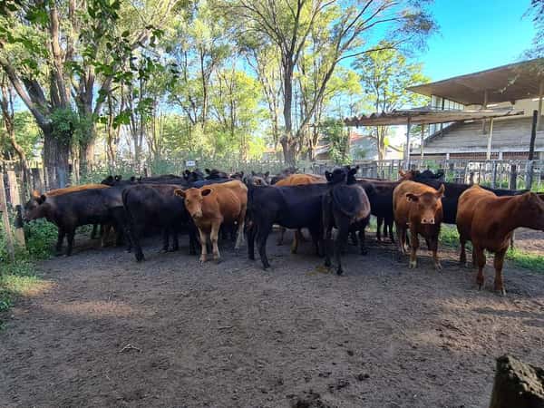 Lote 32 Vaquillonas en Gral. Lamadrid, Buenos Aires