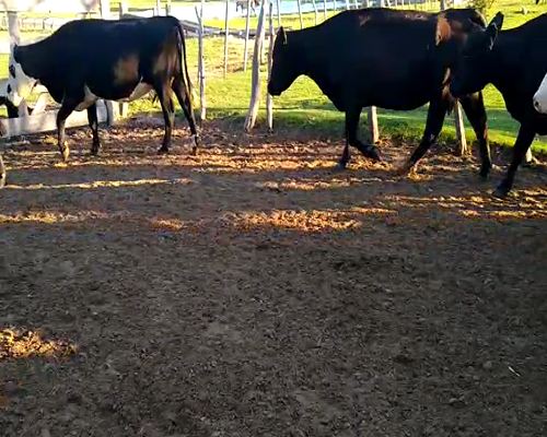 Lote 100 Vacas de invernar en Goya, Corrientes