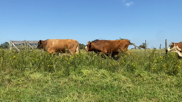 Lote 8 Toros