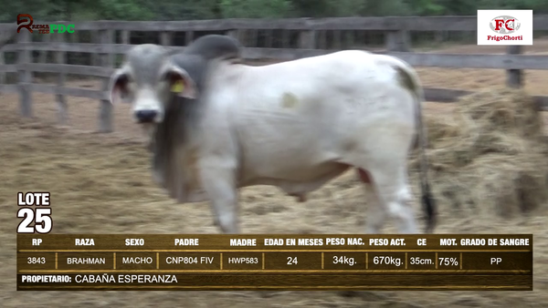 Lote TORO - BRAHMAN