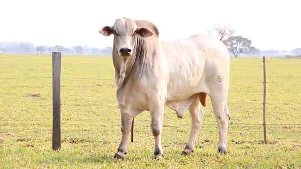 Lote LOTE 58