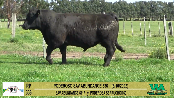 Lote Toros Angus a remate en Cabaña La Poderosa, Florida