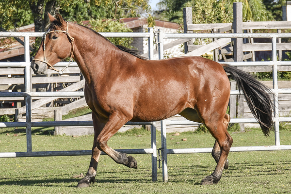 Lote TRENZA SAN TELMO