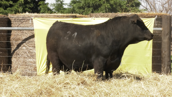 Lote TOROS ANGUS PURO CONTROLADO