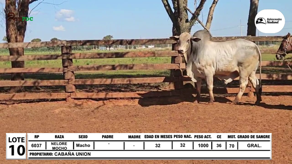 Lote Lote 10