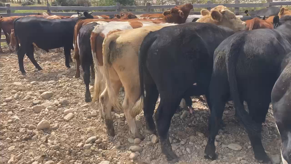 Lote 46 Novillo Engorda en Coyhaique, XI Región Aysén