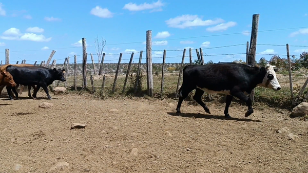 Lote 57 Vientres Preñados en Rincón de Clara, Tacuarembó