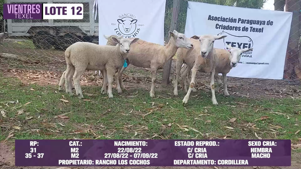 Lote LOTE 12