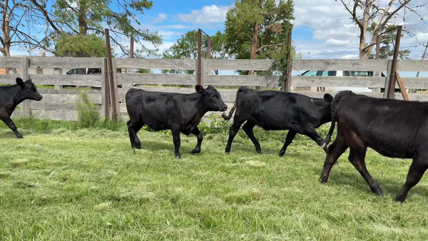 Lote TERNERAS