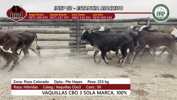 Lote Insp 2