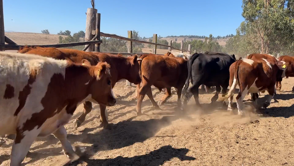 Lote 55 Novillo Engorda en San Antonio, V  Región Valparaíso