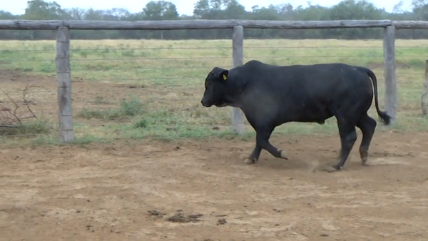 Lote TORO - BRANGUS NEGRO