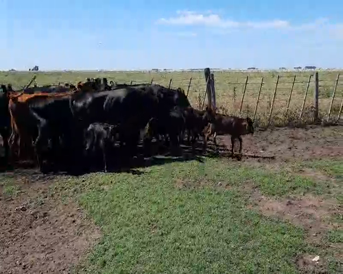 Lote 30 Vacas nuevas en Gral. Lamadrid, Buenos Aires
