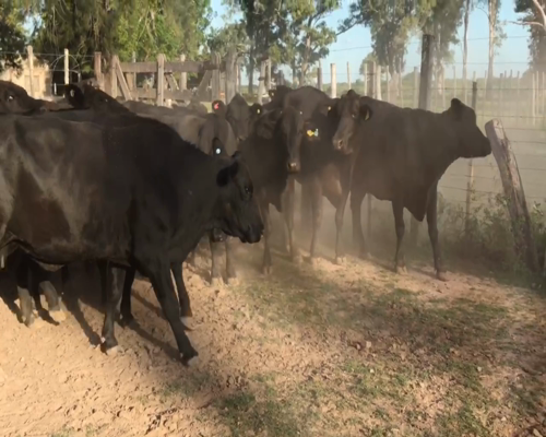 Lote 55 Vacas nuevas C/ gtia de preñez en Gral. San Martín, Chaco